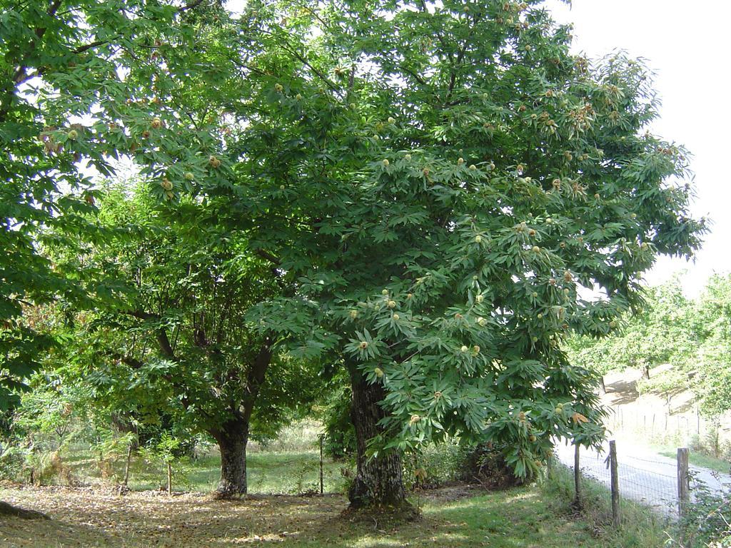 Agriturismo Sorripe Montelaterone Dış mekan fotoğraf