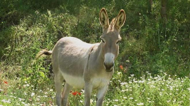 Agriturismo Sorripe Montelaterone Dış mekan fotoğraf