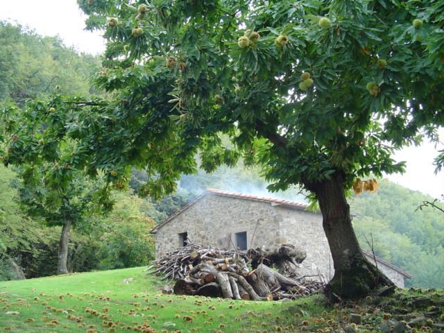 Agriturismo Sorripe Montelaterone Dış mekan fotoğraf