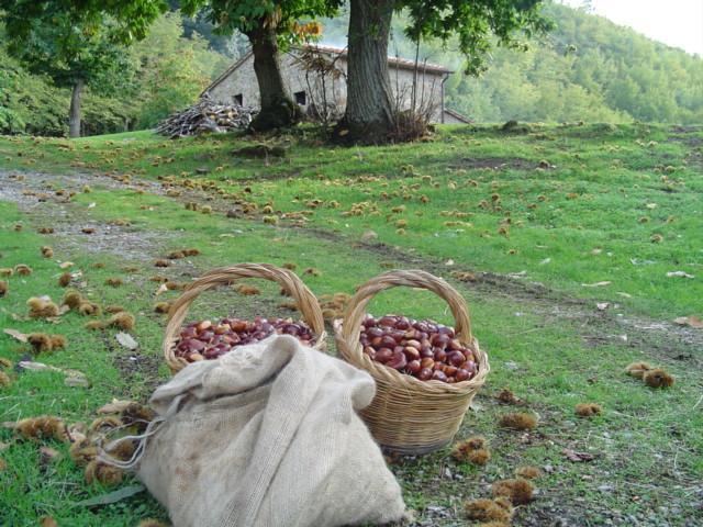 Agriturismo Sorripe Montelaterone Dış mekan fotoğraf