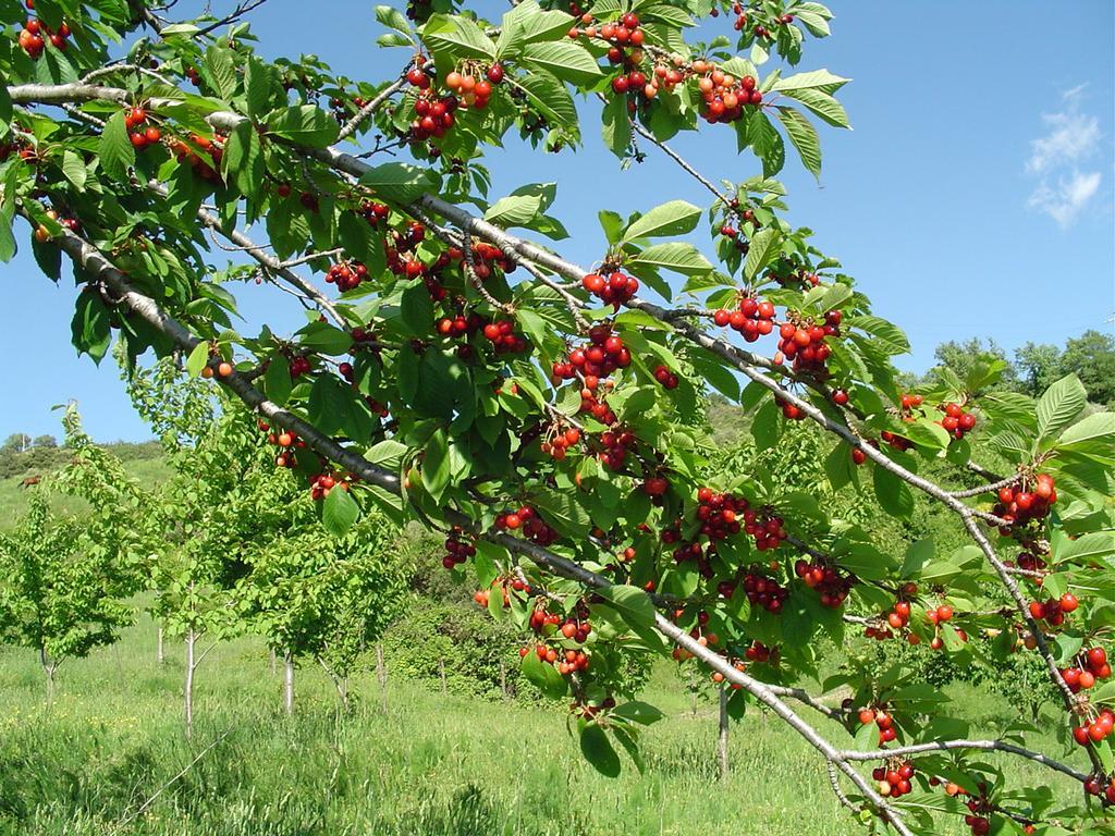 Agriturismo Sorripe Montelaterone Dış mekan fotoğraf