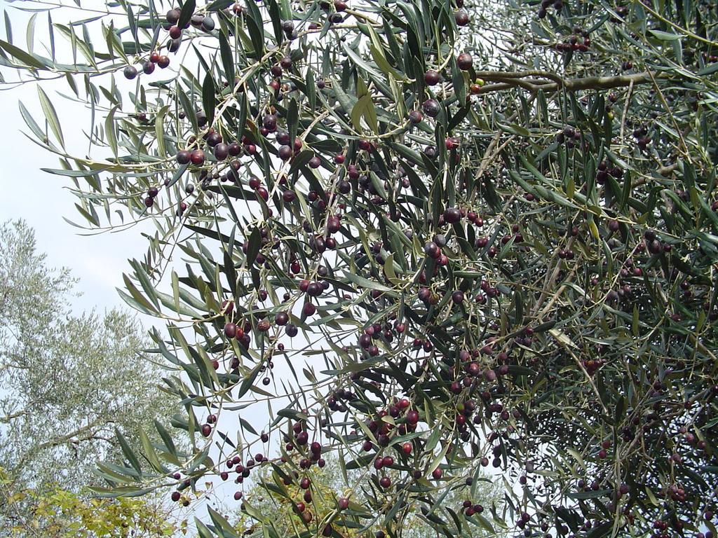 Agriturismo Sorripe Montelaterone Dış mekan fotoğraf
