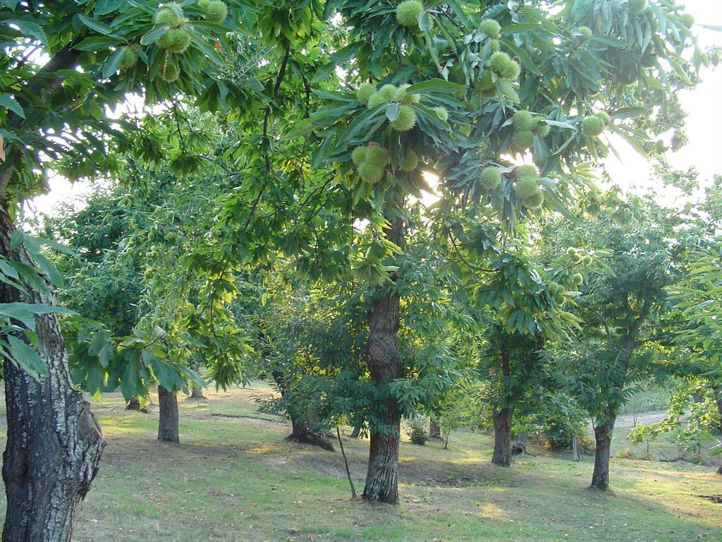 Agriturismo Sorripe Montelaterone Dış mekan fotoğraf